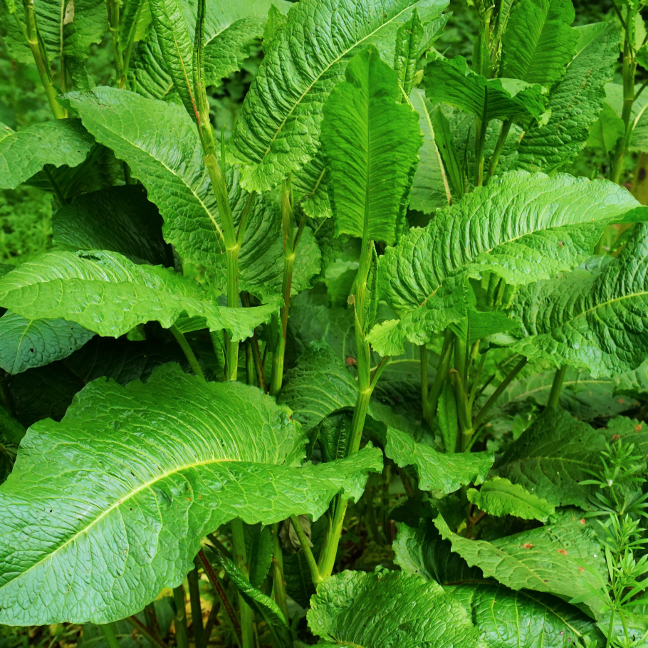 Close-up of Sorrel Large Leaf seeds for planting