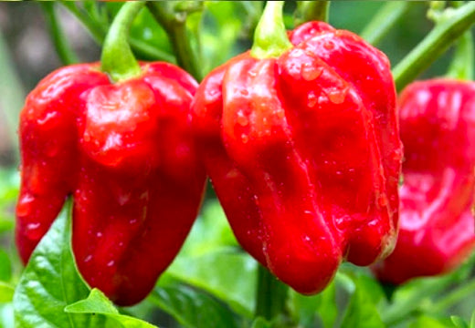 All-in-One Hottest Peppers π₯΅π₯πΆοΈ Variety Pack