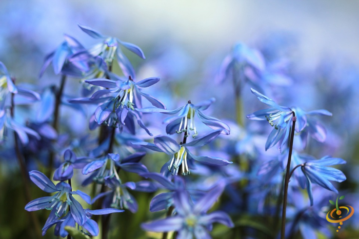 Bluebells from SeedsNow Wildflowers California Native Scatter Garden Seed Mix, showing vibrant bluebell wildflowers in bloom.