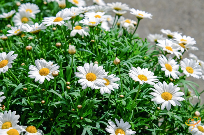 Shasta daisy from SeedsNow Wildflowers All Perennial Scatter Garden Seed Mix, showcasing bright white petals and yellow center