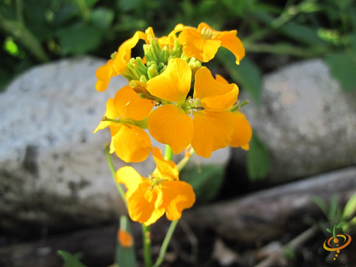 Wildflower Mix by SeedsNow with Siberian Wallflower among colorful perennial wildflowers in a garden scatter seed mix