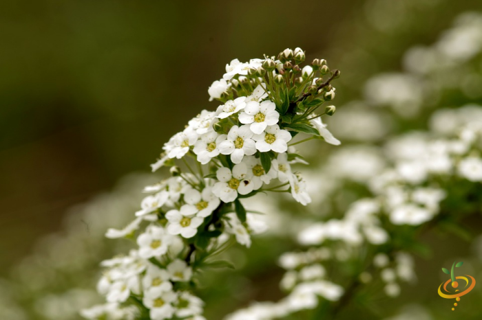 Wildflower Mix by SeedsNow featuring sweet alyssum and native California wildflowers in a colorful scatter seed packet.