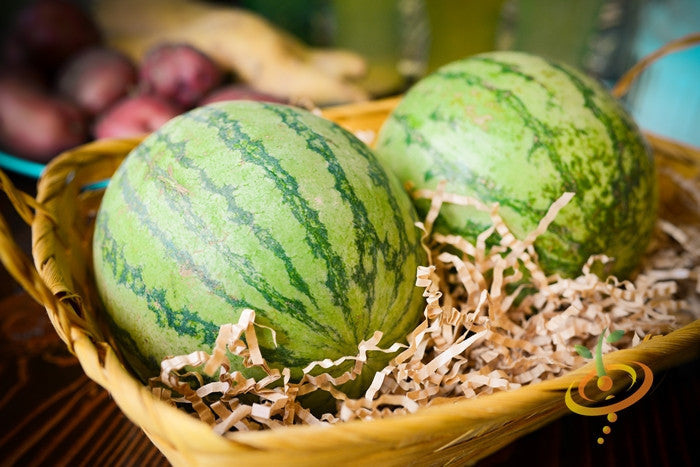 Two round Sugarbaby watermelons in a basket with shredded paper packing