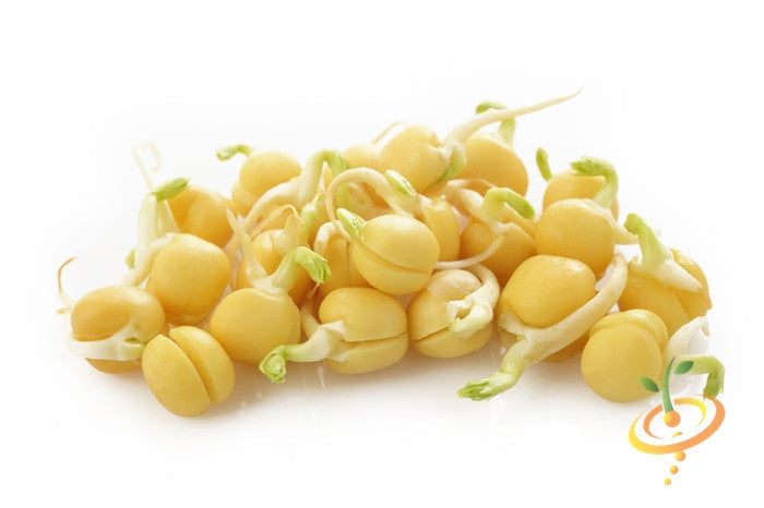 Organic green pea sprouts with yellow seeds and small green shoots on white background