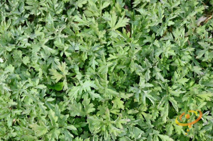 Close-up of green wormwood leaves representing wormwood seeds for planting