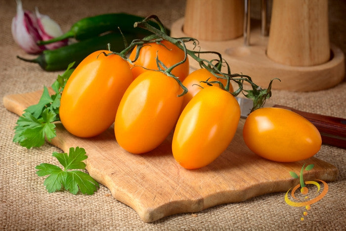 Yellow pear tomato seeds from SeedsNow, indeterminate variety with small, pear-shaped yellow tomatoes on a plant.
