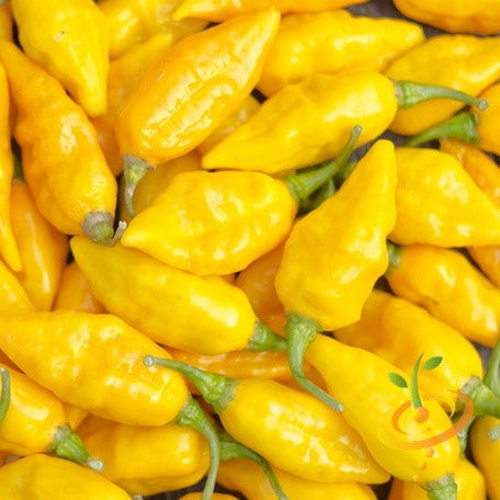 Pepper (Hot) - Devil's Tongue, Yellow π₯π₯π₯π₯π₯ - SeedsNow.com