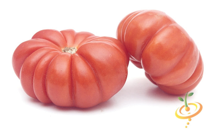 Pink Brandywine indeterminate tomato seeds from SeedsNow, showing vibrant pink heirloom tomato plants with lush green foliage.