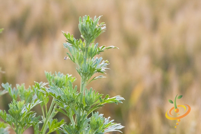 Close-up of green wormwood plant leaves in natural outdoor setting