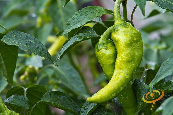 Big Jim Pepper green peppers on plant with water droplets