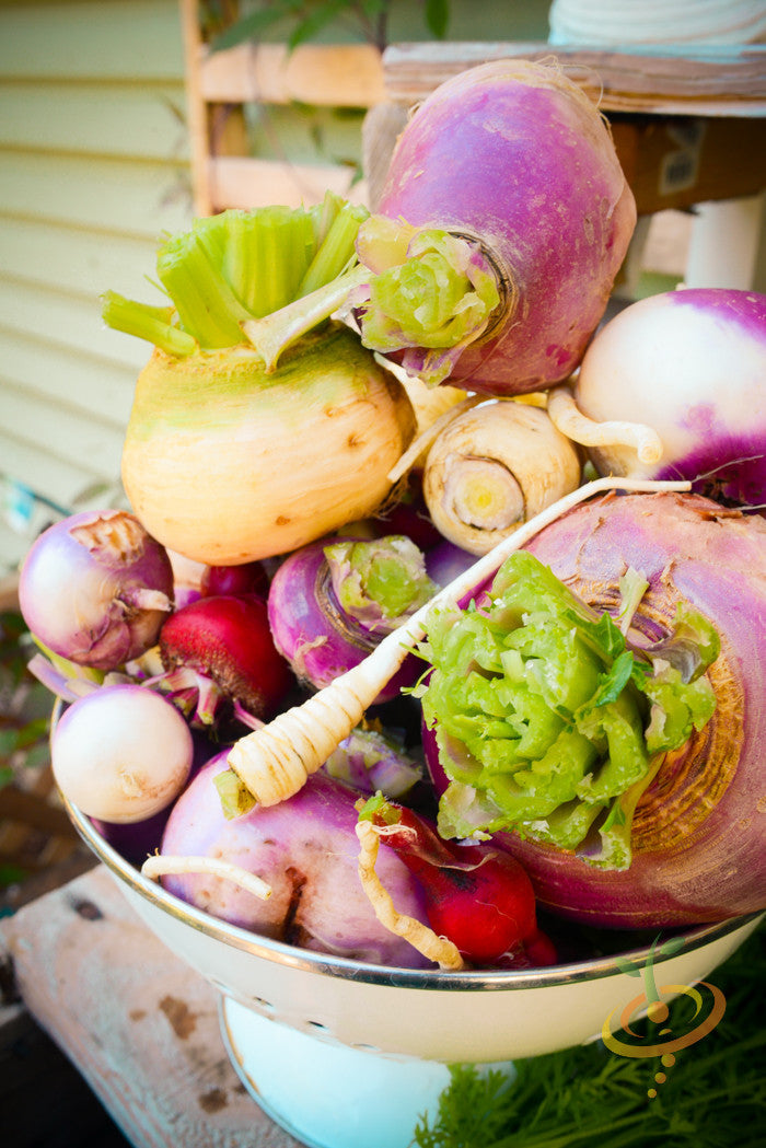 Fresh Purple Top White Globe turnips in a bowl showing smooth round roots with purple tops and white bottoms