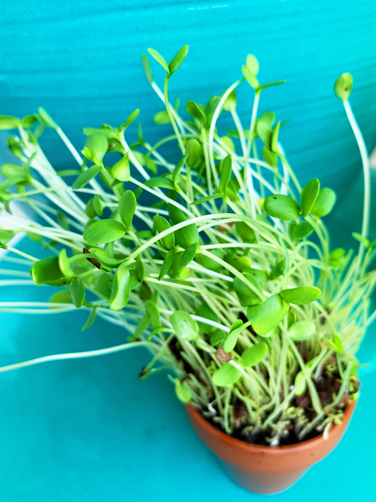 Fresh green sprouts of flax seeds growing in a small pot against a blue background