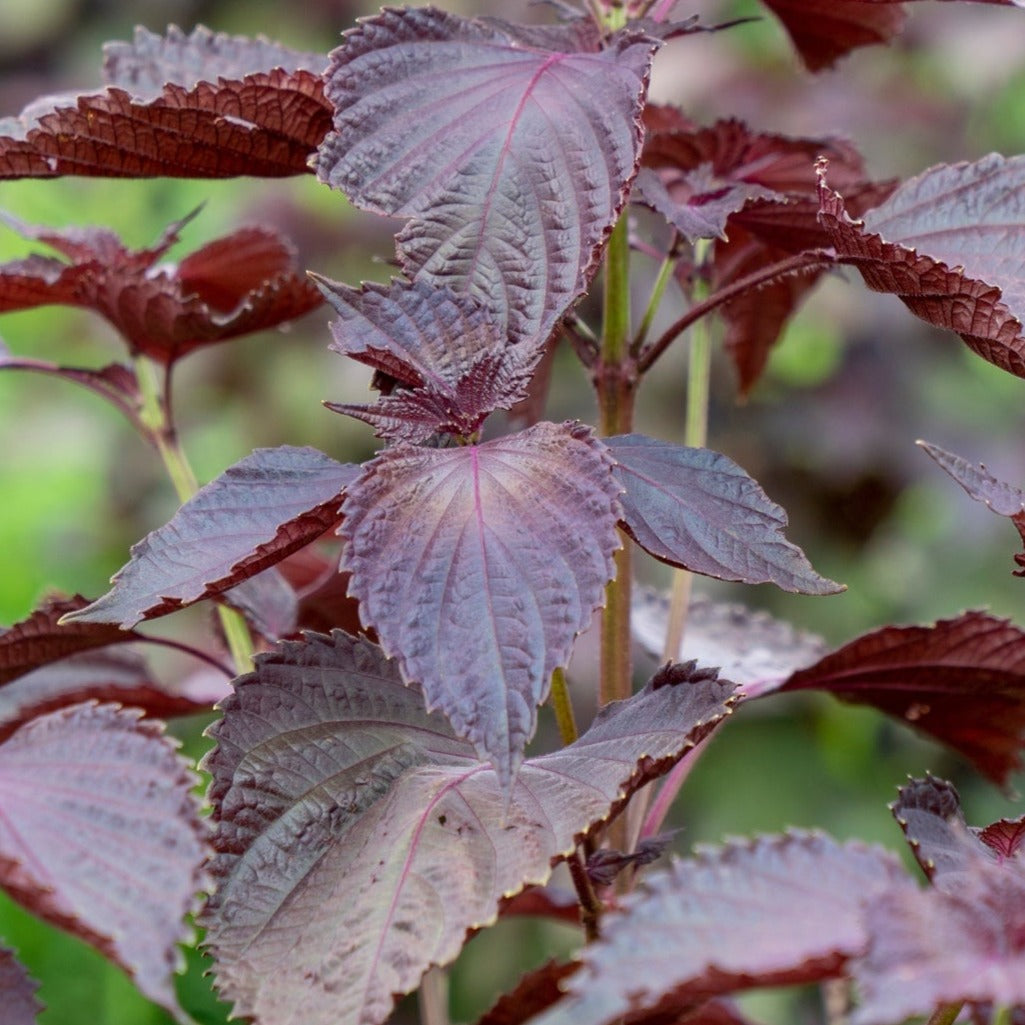 Buy Red Shiso Perilla frutescens Perilla Leaf Japanese Basil seeds