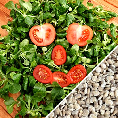 Red cherry tomato seeds from SeedsNow, large indeterminate variety, showing ripe, vibrant cherry tomatoes on the vine.
