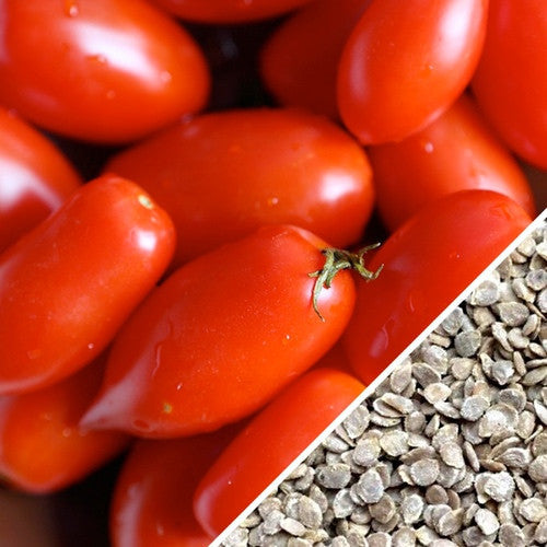 Close-up of Rio Grande tomato fruits with seeds, bright red plum-shaped tomatoes perfect for sauces and pico de gallo