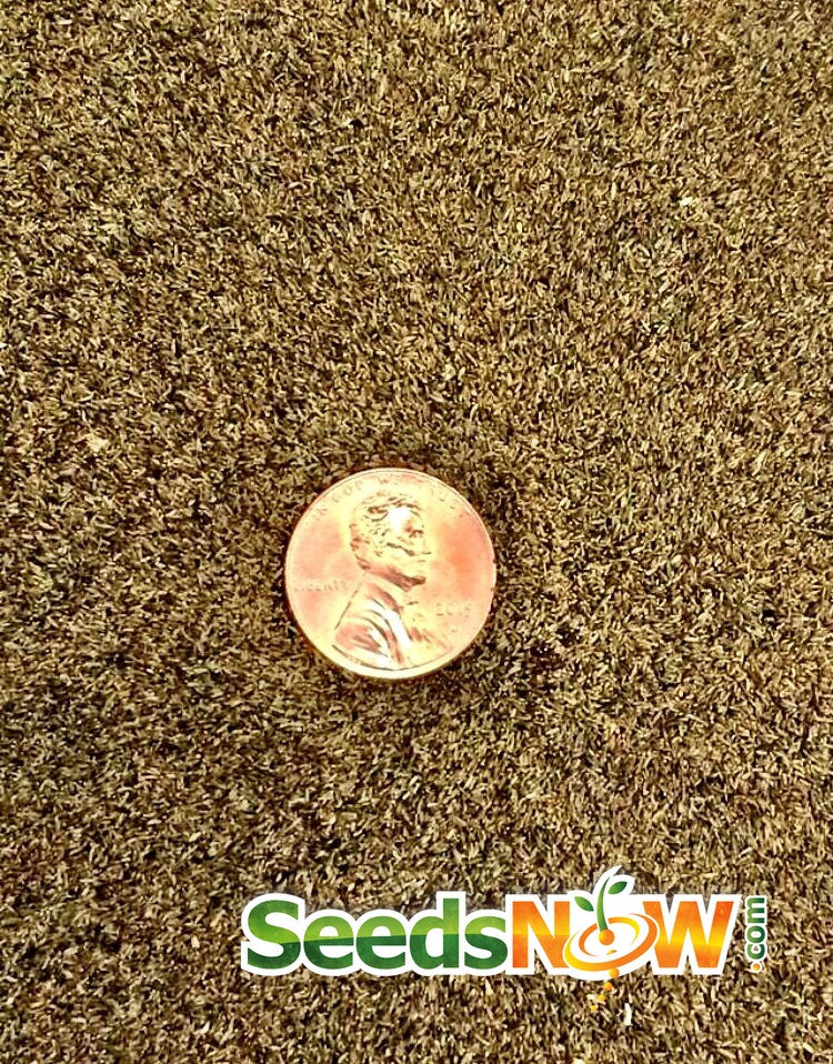 Close-up of small wormwood seeds with a penny for size comparison from SeedsNow.com