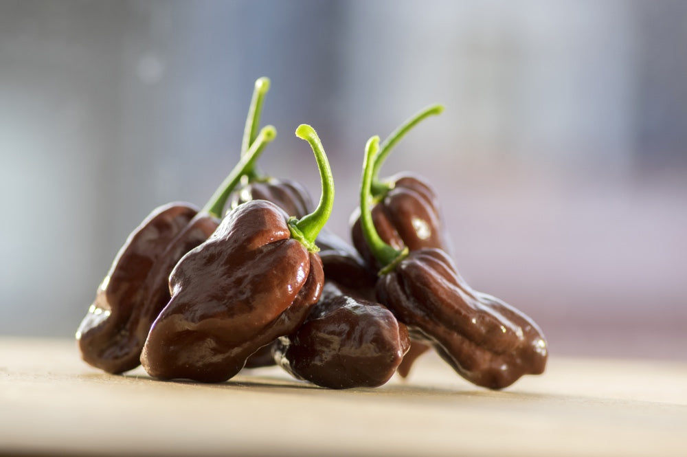 Close-up of world's hottest brown Ghost Chili peppers with green stems on a wooden surface