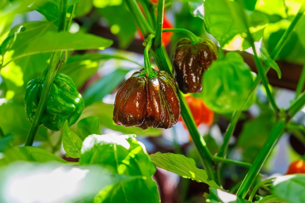 Chocolate Habanero peppers growing on plant with green and ripe dark brown pods among green leaves
