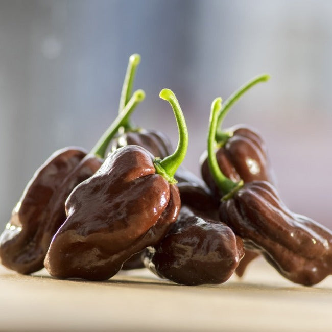 Close-up of shiny dark brown Chocolate Habanero peppers with green stems on a light surface