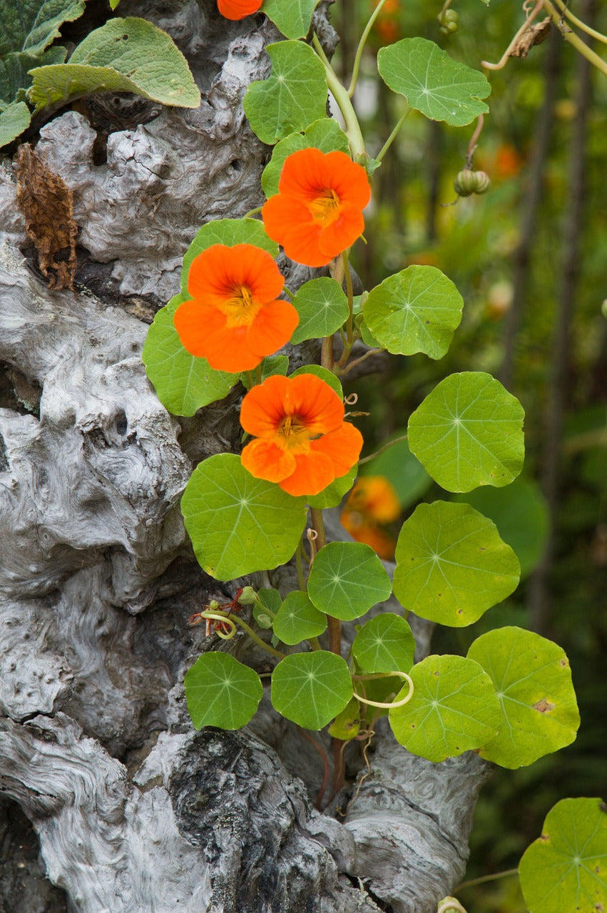 Colorful Nasturtium Tall Trailing Mix flower seeds from SeedsNow, showing vibrant blooms and lush trailing foliage.