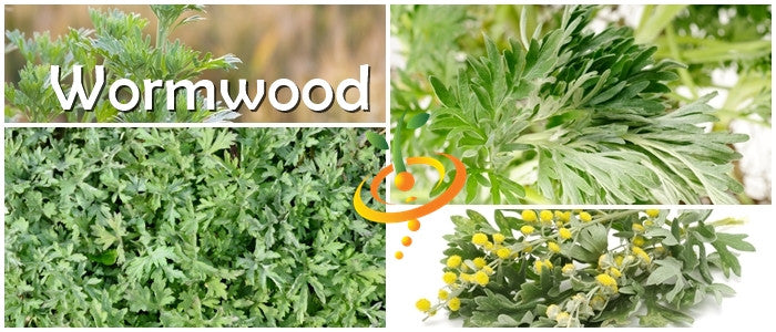 Wormwood plant leaves and flowers close-up for medicinal and garden uses with wormwood seeds focus.
