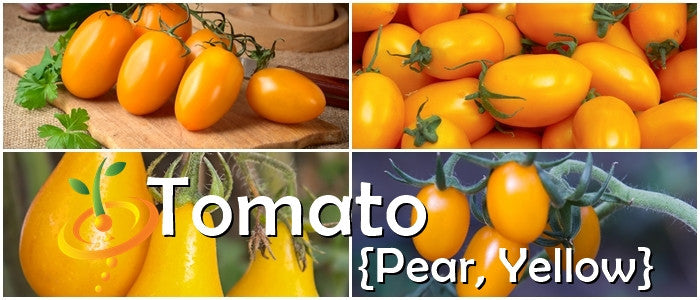 Yellow pear-shaped indeterminate tomato seeds from SeedsNow, showcasing small, elongated, yellow tomatoes on the plant.