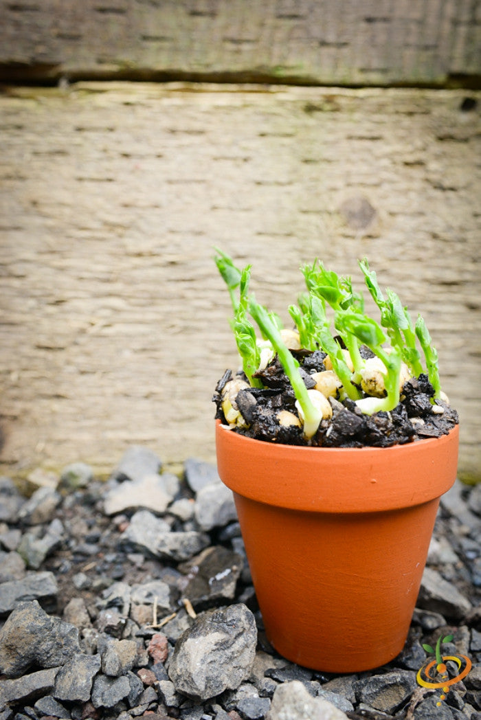 Green pea sprouts growing in a small terracotta pot on rocky ground