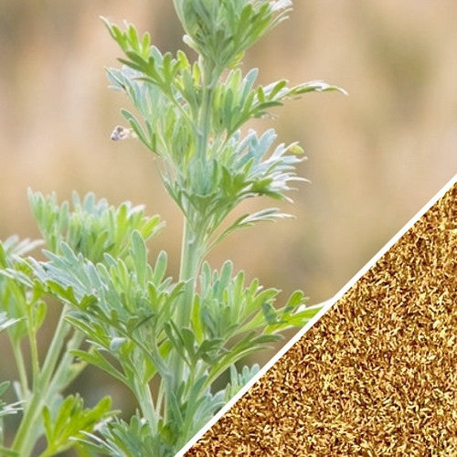 Wormwood plant with close-up of wormwood seeds