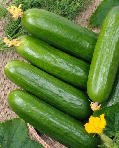 All Cucumber Seeds