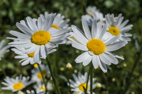 Ox-eye Daisy flower seeds from SeedsNow-Flowers, showing vibrant white petals and yellow centers ready for planting.