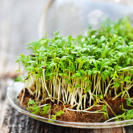 Sprouts/Microgreens - Cress - SeedsNow.com