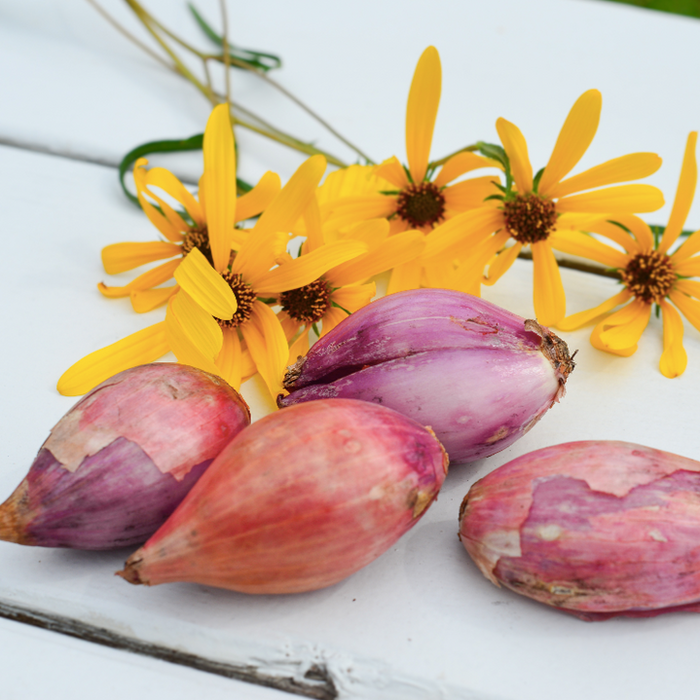 Organic French red shallot sets from SeedsNow-Shallot, showing fresh, small red shallots ready for planting.