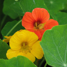 Dwarf Jewel Mix Nasturtium flower seeds from SeedsNow, showing colorful young sprouting plants with vibrant green leaves.