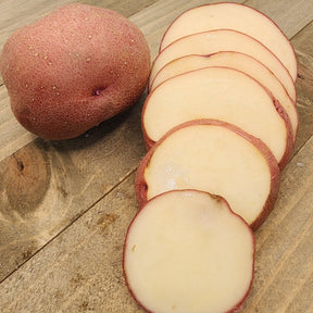 Organic Red Pontiac potato seed, mid-season variety, shown as round red potatoes ideal for planting and home gardening.