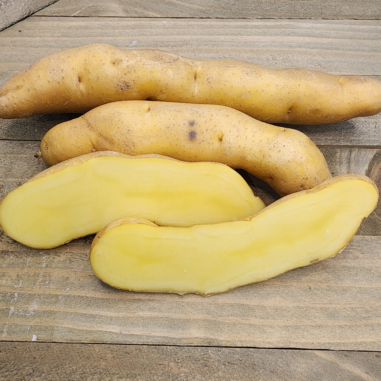 Organic Russian Banana fingerling potato seed from SeedsNow-Potatoes, showcasing elongated yellow-skinned late-season potato.