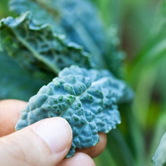 *FREE* Lacinato "Dinosaur" Kale Seed Kit