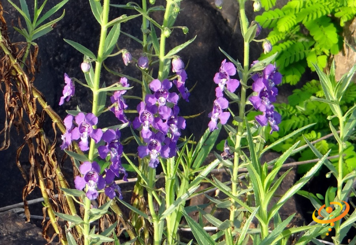 Wildflowers - Hummingbird & Butterfly Scatter Garden Seed Mix - SeedsNow.com