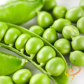 Wando pea seeds from SeedsNow, close-up shot of vibrant green pea seeds in a container, ready for planting.