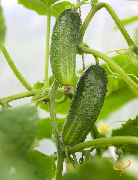 Space Master cucumber seeds from SeedsNow, close-up of fresh cucumber plant with vibrant green leaves and developing cucumbers.
