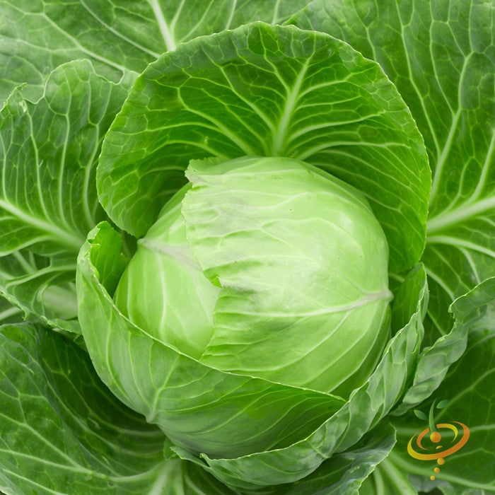 Cabbage - Acre, Golden.