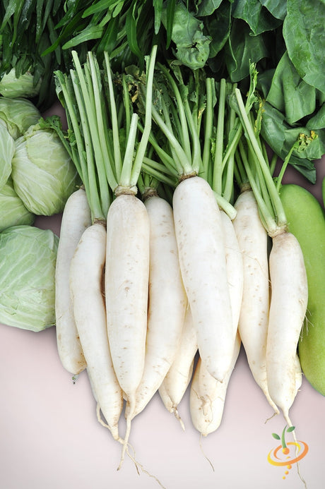 White Icicle radish seeds from SeedsNow, small white radish seeds on a white background.