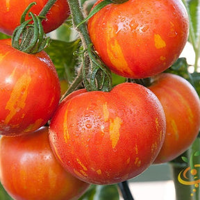 Close-up of Mr. Stripey indeterminate tomato seeds from SeedsNow, showing the seed packets with colorful branding and seed details.