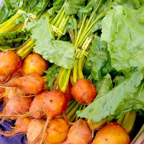Golden Detroit beet seeds from SeedsNow, showing fresh golden Detroit beets with vibrant yellow skin and leafy green tops.