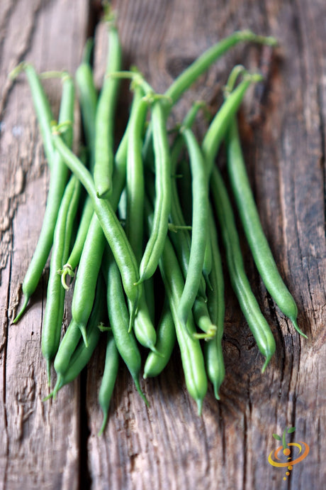 Kentucky Wonder pole bean with brown seeds, climbing plant with green beans hanging, grown from SeedsNow seed packet.