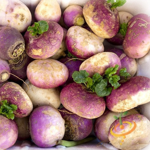 Purple Top White Globe turnip seeds from SeedsNow, showing fresh turnip bulbs with white flesh and purple tops.