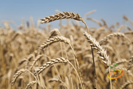 Wheat seeds from SeedsNow, close-up image showing small, brown wheat grains suitable for planting or gardening.