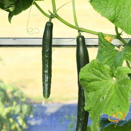 Cucumber - Chinese Snake - SeedsNow.com