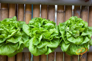 Lettuce - Winter Density.