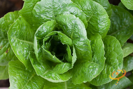 Fresh winter density lettuce seeds from SeedsNow, small green seed packets suitable for planting in cool weather.