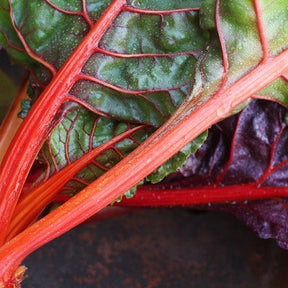 Swiss Chard Ruby Red seeds from SeedsNow, showing vibrant red stems and dark green leaves on a white background.